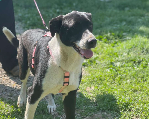 Adotta un cane, taglia media, femmina, Como