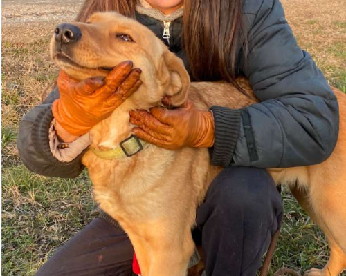 Adotta un cane, femmina, 3 anni e 11 mesi, Milano