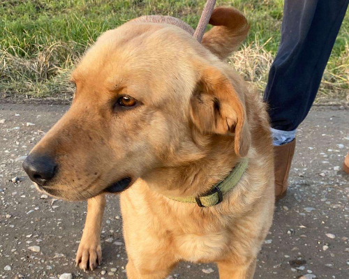 Adozione cane, femmina, Labrador Retriever, 3 anni e 11 mesi, taglia media, Milano