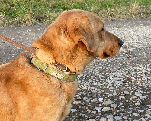 Vuoi adottare un cane a Milano?