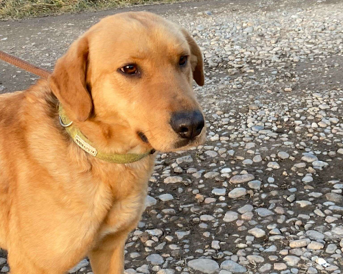 Adotta un cane, taglia media, femmina, Milano