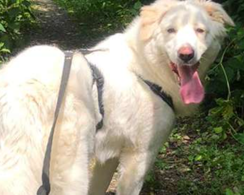 Adotta un cane, femmina, 6 anni  e 1 mese, Monza