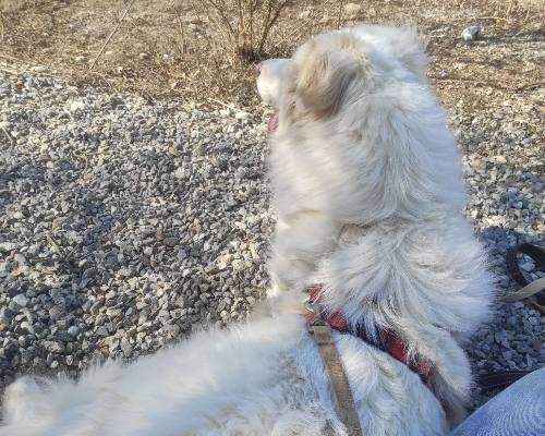 Vuoi adottare un cane a Monza?