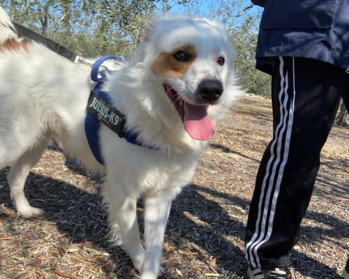 Adozione cane, maschio, meticcio, 3 anni  e 11 mesi , taglia media, Bari
