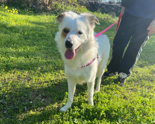 Adotta un cane, maschio, 3 anni  e 11 mesi , Bari