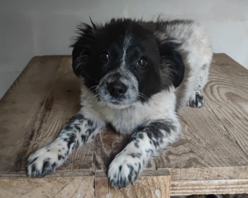 Adozione cane, maschio, meticcio, 3 anni e 4 mesi, taglia media, Parma