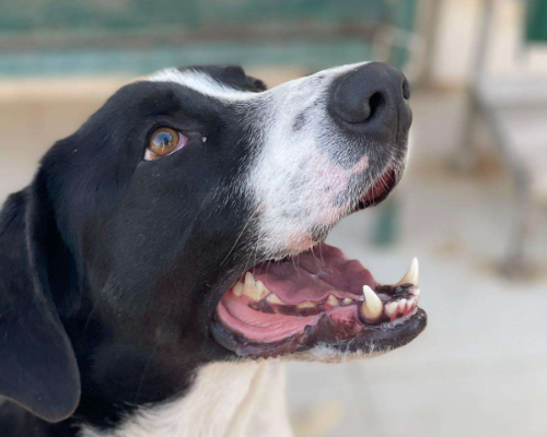 Adotta un cane, taglia grande, maschio, Napoli