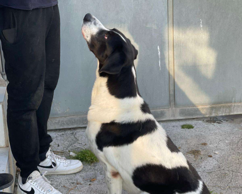 Vuoi adottare un cane a Napoli?