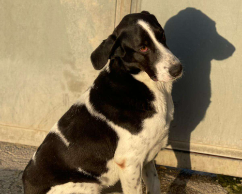 Adotta un cane, maschio, 4 anni  e 4 mesi , Napoli
