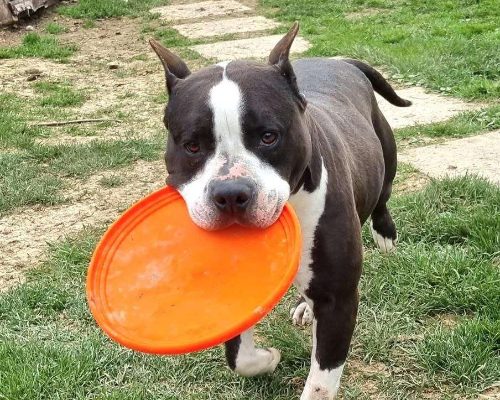 Adotta il cane Cesira a Bergamo