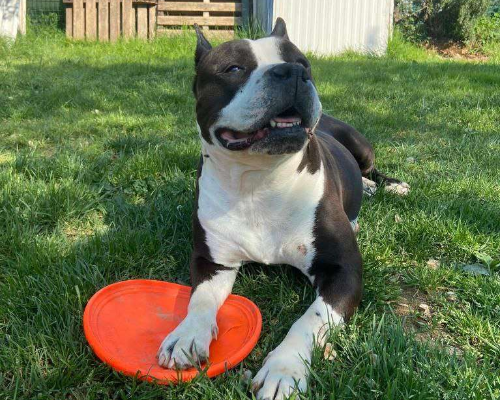 Vuoi adottare un cane a Bergamo?