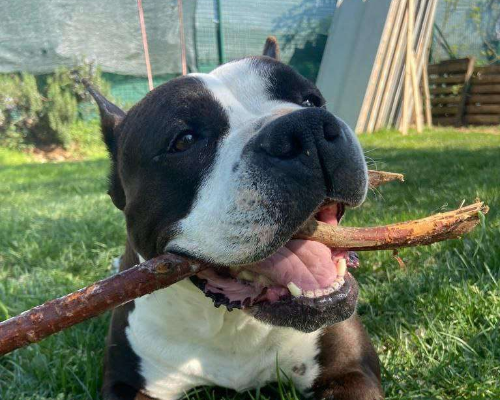 Adotta un cane, femmina, 8 anni  e 3 mesi , Bergamo