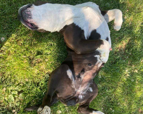 Adotta un cane, taglia media, femmina, Bergamo