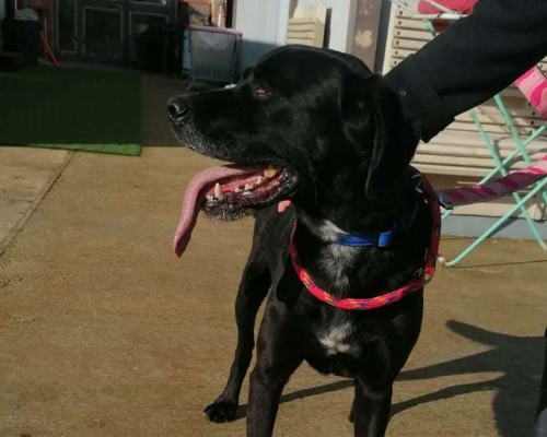 Adotta un cane, taglia grande, maschio, Roma