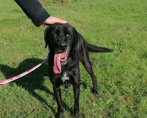 Adotta un cane, maschio, 8 anni e 7 mesi, Roma