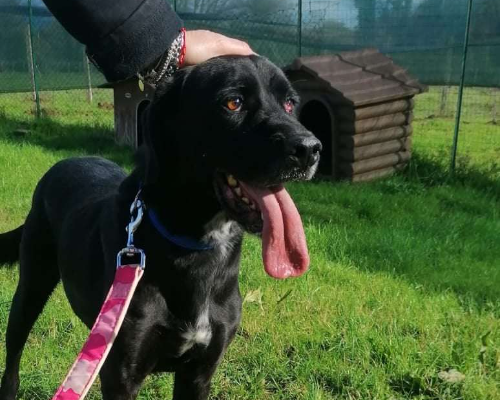 Adozione cane, maschio, Labrador Retriever, 8 anni e 7 mesi, taglia grande, Roma
