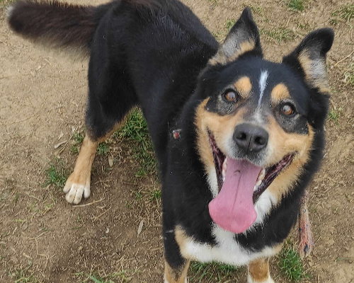 Adotta un cane, maschio, 7 anni e 9 mesi, Viterbo