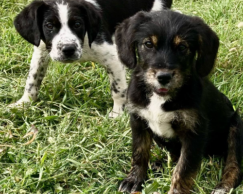 Vuoi adottare un cane a Sud?