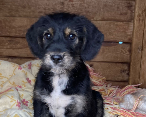 Adotta un cane, taglia media, femmina, Sud