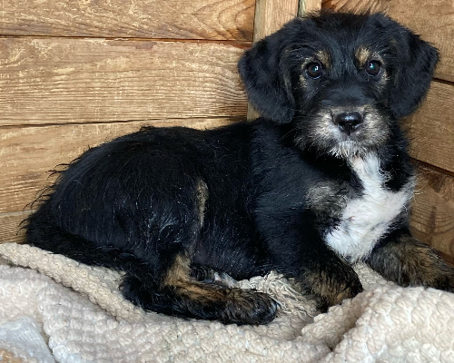 Adotta un cane, femmina, 3 anni  e 2 mesi , Sud