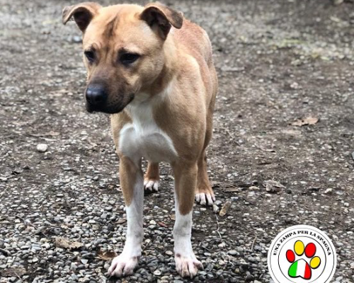Adotta un cane, taglia media, maschio, Como