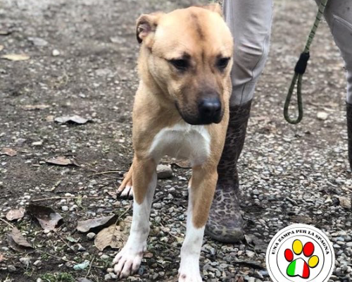Adotta un cane, maschio, 4 anni e 8 mesi, Como