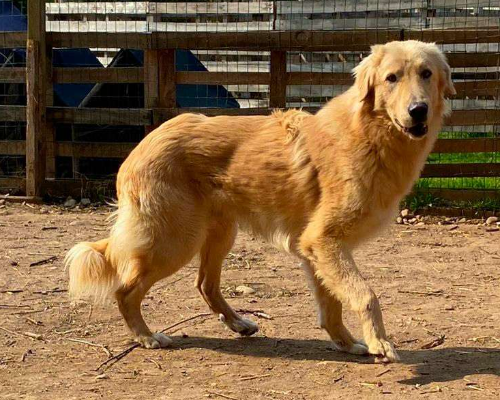 Adotta un cane, taglia media, maschio, Milano