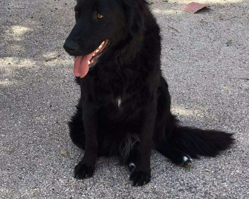 Adotta un cane, femmina, 9 anni  e 1 mese, Milano