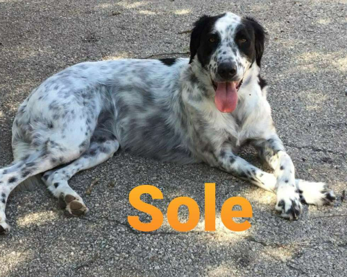 Vuoi adottare un cane a Milano?