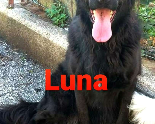 Adotta un cane, taglia grande, femmina, Milano
