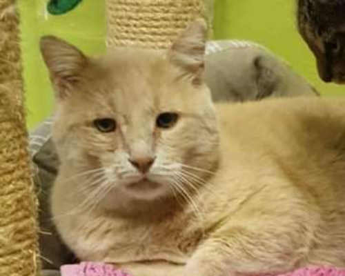 Adozione gatto, maschio, meticcio, 11 anni e 8 mesi, taglia non valida, Roma