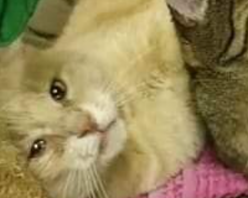 Adotta un gatto, maschio, 11 anni e 8 mesi, Roma