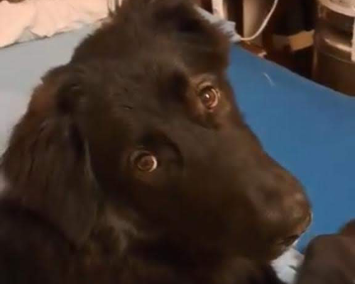 Adotta un cane, maschio, 3 anni e 8 mesi, Roma
