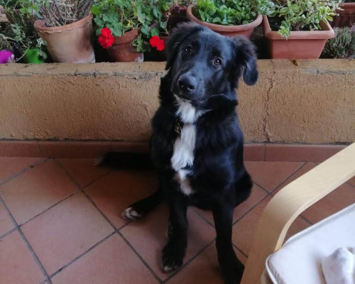 Adozione cane, maschio, meticcio, 3 anni e 8 mesi, taglia gigante, Roma