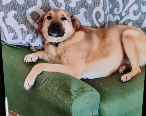 Adotta un cane, taglia grande, femmina, Campobasso