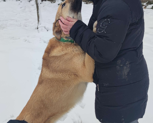 Adotta un cane, femmina, 8 anni  e 2 mesi , Campobasso