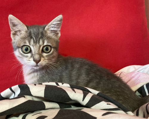 Adotta un gatto, femmina, 3 anni  e 7 mesi , Sud