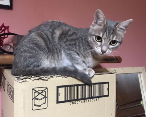 Vuoi adottare un gatto a Sud?