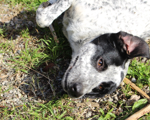 Adotta un cane, taglia media contenuta, femmina, Reggio