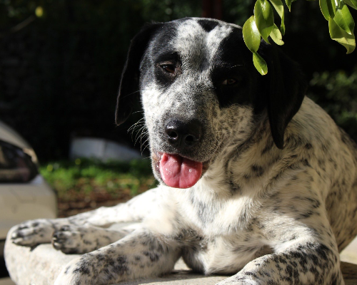 Adotta un cane, femmina, 6 anni  e 5 mesi , Reggio