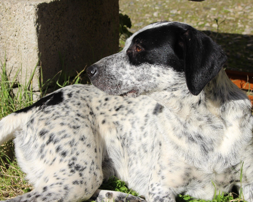 Vuoi adottare un cane a Reggio?