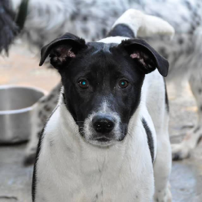 Adozione cane, femmina, meticcio, 5 anni  e 9 mesi , taglia media contenuta, Napoli