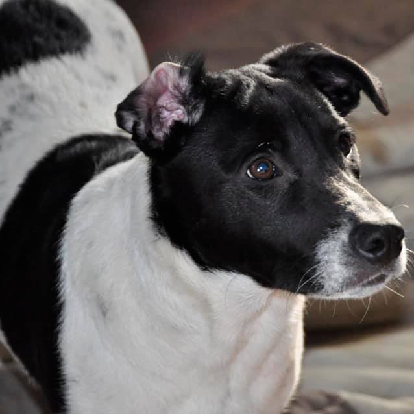 Adotta un cane, femmina, 5 anni  e 9 mesi , Napoli