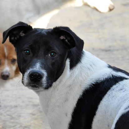 Adotta un cane, taglia media contenuta, femmina, Napoli