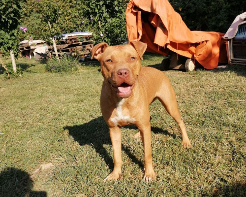 Adotta un cane, femmina, 7 anni  e 3 mesi , Bergamo