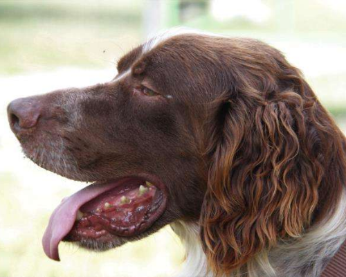 Adotta un cane, maschio, 8 anni, Milano