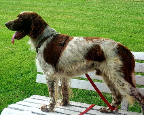 Adotta un cane, taglia media, maschio, Milano