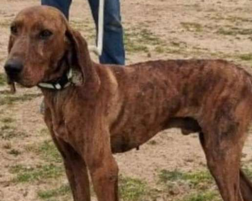 Adotta un cane, taglia media, maschio, Roma