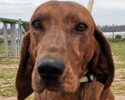 Vuoi adottare un cane a Roma?