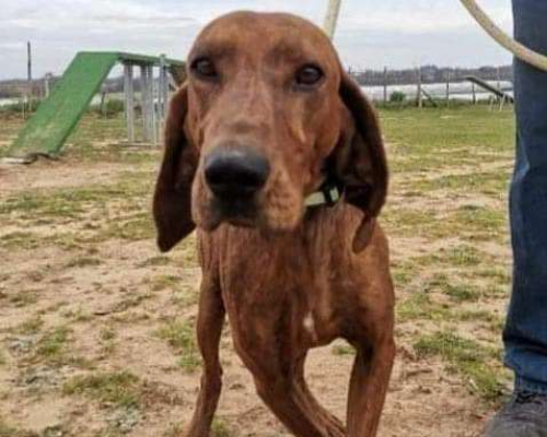 Adotta il cane BIAGIO a Roma